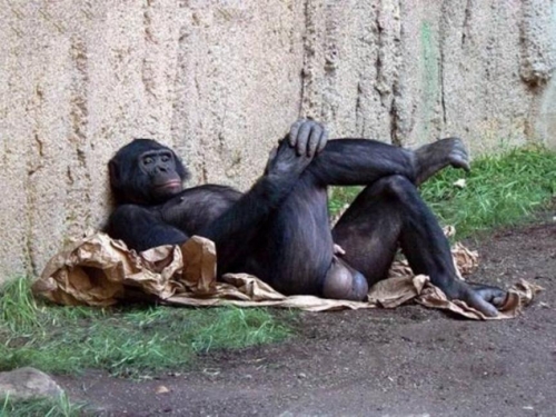 bonobo burné.jpg